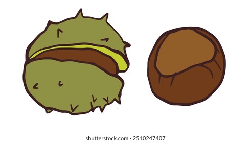 chestnut with its spiky green husk and a separate brown nut. Vector isolated illustration for children's books, posters, in nature-related projects, educational materials, autumn designs, botanical 