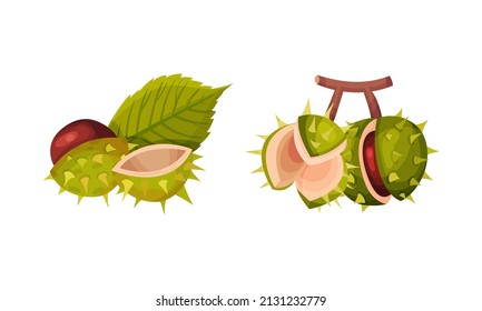 Chestnut with Thorned Cracked Shell Showing Brown Nut Vector Set