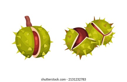 Chestnut with Thorned Cracked Shell Showing Brown Nut Vector Set