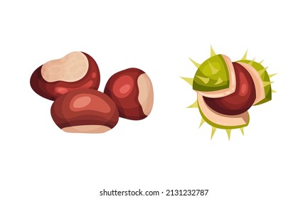 Chestnut with Thorned Cracked Shell Showing Brown Nut Vector Set