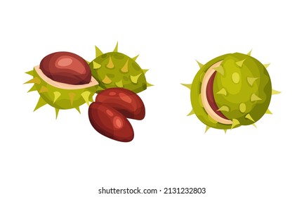 Chestnut with Thorned Cracked Shell Showing Brown Nut Vector Set