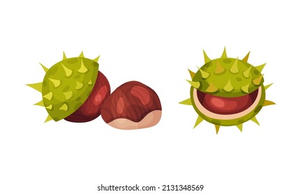 Chestnut with Thorned Cracked Shell Showing Brown Nut Vector Set