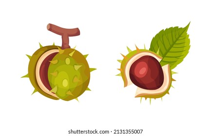 Chestnut with Thorned Cracked Shell Showing Brown Nut Vector Set