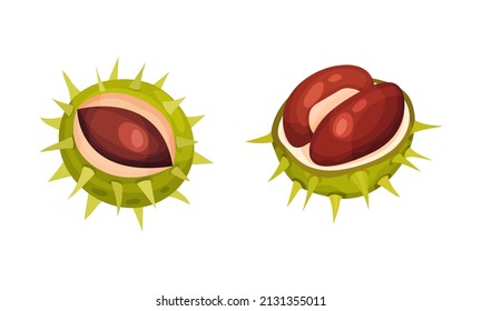 Chestnut with Thorned Cracked Shell Showing Brown Nut Vector Set