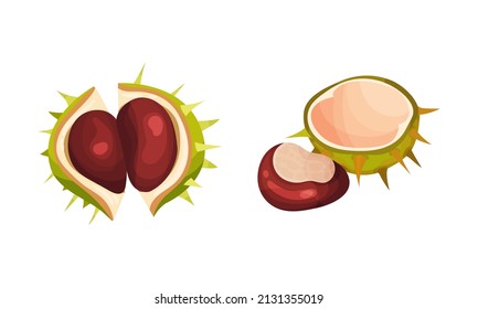 Chestnut with Thorned Cracked Shell Showing Brown Nut Vector Set