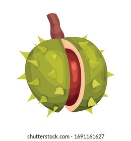 Chestnut with Thorned Shell and Brown Nut Inside Vector Illustration