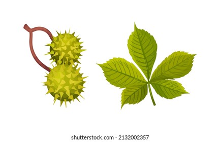 Chestnut with Thorned Shell and Green Leaf Vector Set