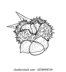 Chestnut tree berry hand drawn outline illustration. Simple autumn wood spiky seed with leaves, pen drawing graphic. Healthy nature nut food symbol detail. Botanical fruit fall from a tree silhouette.