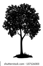 Chestnut tree, black silhouette on white background. Vector