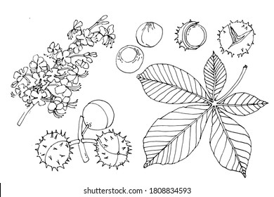 Chestnut tree blossom, leaf, fruit, seeds. Conifers are the seed of the horse chestnut tree. Set. Hand drawn vector