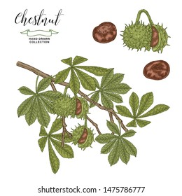 Chestnut tree branch. Colorful fruits ans leaves of chestnut. Hand drawn vector illustration. Autumn collection. Engraving style.