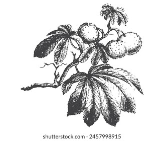 Chestnut tree branch with fruits. Hand drawn fruit illustration. Fruit branch botanical vintage engraving illustration isolated on white background. Plant drawing. svg