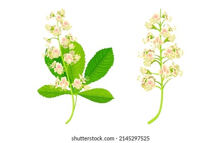 Chestnut tree leaves and flowers set vector illustration on white background