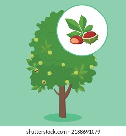 chestnut tree on green background