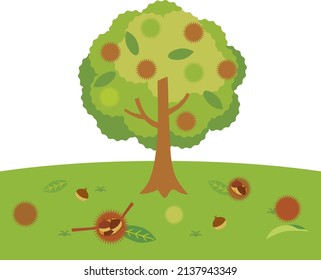 The chestnut tree which produced fruits.