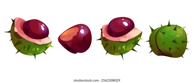 Chestnut vector cartoon illustration on white background. Cartoon drawing of chestnut nuts in shell and without shell. Chestnut. Botanical fruit of chestnut tree, autumn season