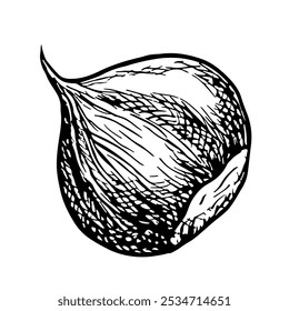 Chestnut. Vector graphics depicting the fruit of a ripe chestnut tree. A black and white hand-drawn illustration. On a white background. Great for labels, covers, flyers and packages.