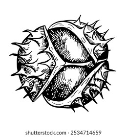 Chestnut. Vector graphics depicting the fruit of a ripe chestnut tree. A black and white hand-drawn illustration. On a white background. Great for labels, covers, flyers and packages.