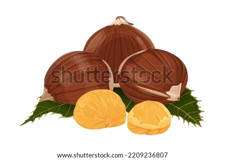 Chestnut vector icon.Cartoon vector icon isolated on white background chestnut.