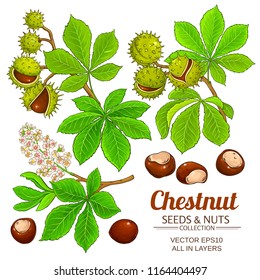 chestnut vector isolated