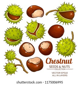 chestnut vector isolated