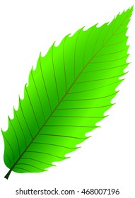 chestnut , vector, isolated chestnut leaf, 