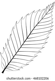 chestnut , vector, isolated chestnut leaf, 