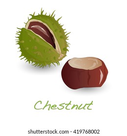 chestnut vector isolated on white 