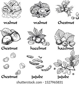 chestnut walnut hazelnut jujube nuts