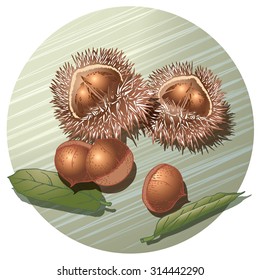 The chestnuts in burrs. (Bright green background)