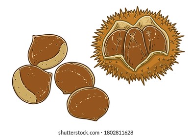 Chestnuts and chestnut bur. Colored vector illustrations set.