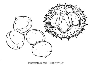 Chestnuts and chestnut bur. Vector line art illustrations set.