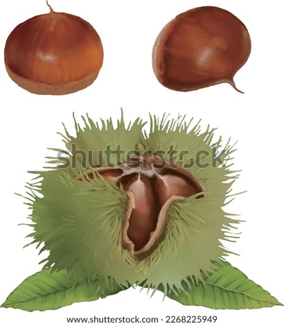 chestnuts and chestnut burr. Isolated on white background. vector illustration.