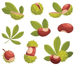 Chestnuts Cracked Shell With Prickles And Pointed Oblong Leaves Vector Set