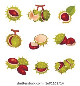 Chestnuts in Cracked Shell with Prickles and Pointed Oblong Leaves Vector Set
