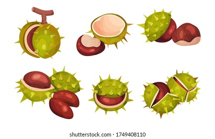 Chestnuts in Cracked Shell with Prickles and Pointed Oblong Leaves Vector Set
