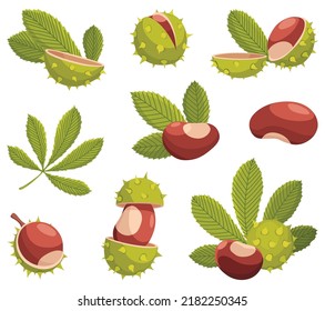 Chestnuts cracked shell with prickles and pointed oblong leaves vector set