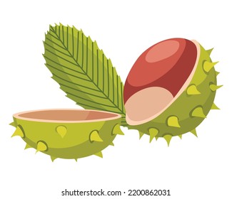 Chestnuts cracked shell with prickles. Vector illustration. Design element for poster, packaging, banner and wrapping paper