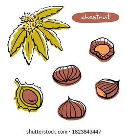 Chestnuts: fruits, leaves, shells. Hand drawn colorful line sketch isolated on white background. Vector illustration