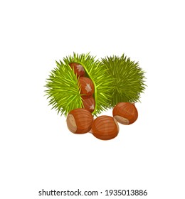 Chestnuts isolated healthy snack. Vector edible raw roasted sweet chestnut Castanea sativa, peeled green spines shell with healthy organic nuts. Edible asian or american chestnuts, protein super food