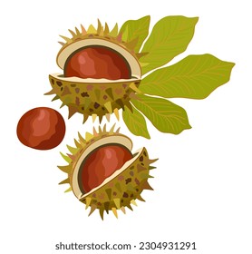 Chestnuts with leaf. Vector isolated illustration.