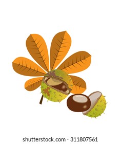 Chestnuts with leaves and spiny husks on white background