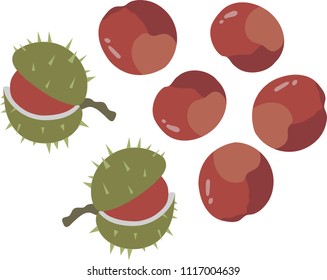 Chestnuts on a white background