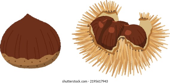 Chestnuts are one of the favorite autumn flavors, especially among Japanese people. A slight sweetness and a warm texture. Chestnuts are rich in carbohydrates and rich in vitamins B1 and B2.