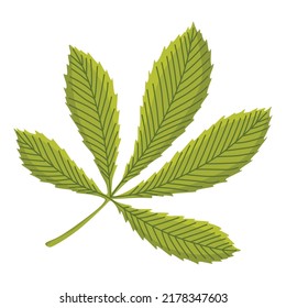 Chestnuts pointed oblong leaves. Vector illustration. Design element for poster, packaging, banner and wrapping paper