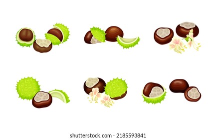 Chestnuts set. Edible chestnut, castanea sativa, with spiny shell and nuts vector illustration