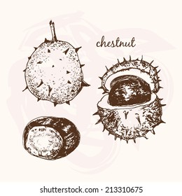 Chestnuts. Set of graphic hand drawn illustrations