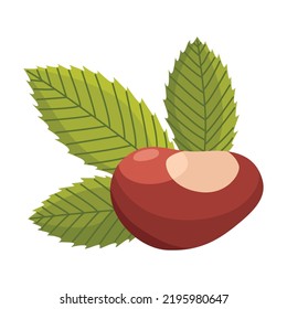 Chestnuts shell and pointed oblong leaves. Vector illustration. Design element for poster, packaging, banner and wrapping paper