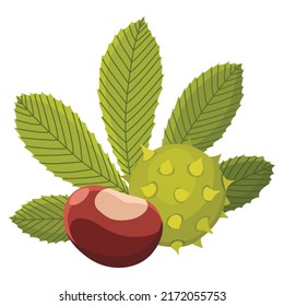 Chestnuts shell with prickles and pointed oblong leaves. Vector illustration. Design element for poster, packaging, banner and wrapping paper