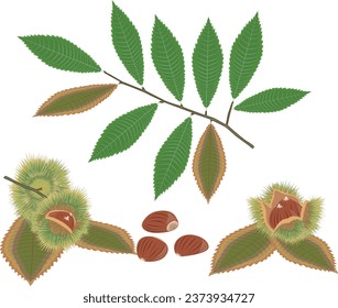 Chestnuts in spiky pods, branch with green and dried leaves